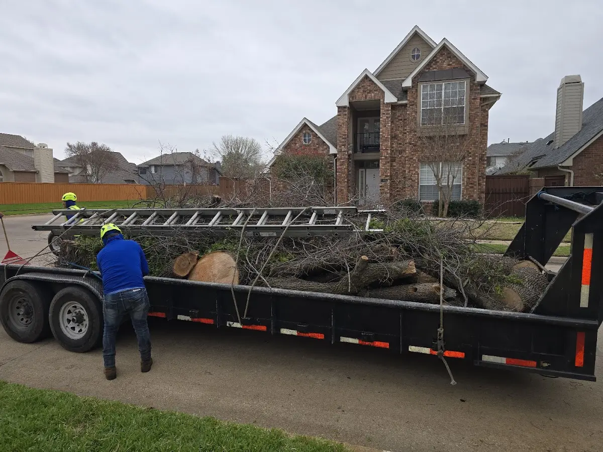 Expert Tree Pest Control with proper safety equipment in Redway
